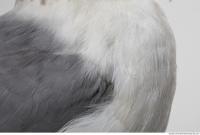 animal skin feathers seagull 0002